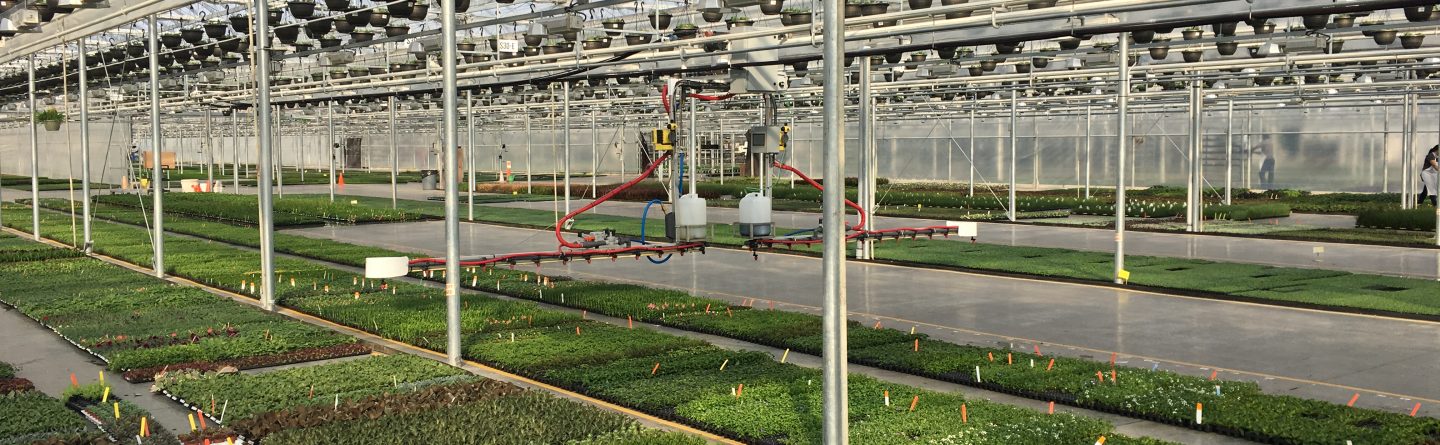 Rows of green seedlings and small plants are arranged in trays inside a spacious greenhouse. Hanging baskets line the ceiling, and automated watering equipment sits in the center aisle under bright sunlight.