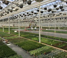 Rows of green seedlings and small plants are arranged in trays inside a spacious greenhouse. Hanging baskets line the ceiling, and automated watering equipment sits in the center aisle under bright sunlight.