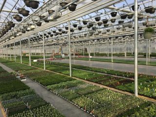 Rows of young plants growing in trays inside a large greenhouse with hanging pots suspended from the ceiling and sunlight streaming through glass panels above. A paved path runs between the rows.